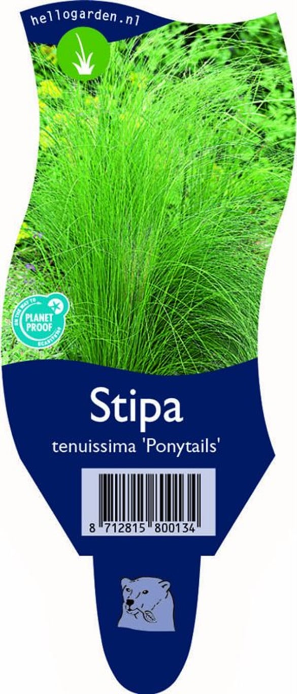 Stipa tenuissima 'Ponytails' - P11